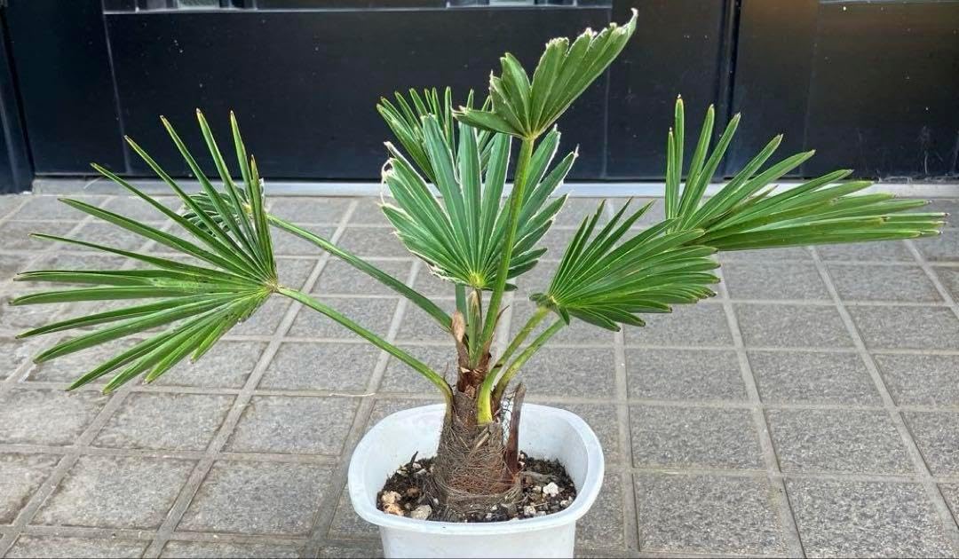 シュロの苗 シュロの木苗 完売天然*野生のシュロの木⁄ シュロの苗 シュロの木苗 完売天然*野生のシュロの木⁄