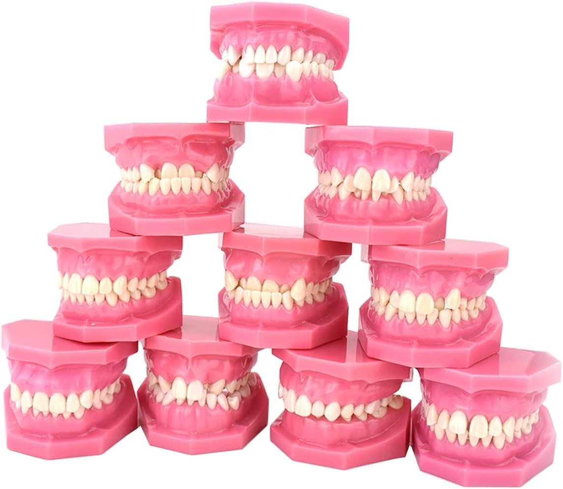 Modelo de enseñanza de estudio de dientes adultos, modelo de demostración de clasificación de maloclusión, corrección de ortodoncia, modelo de anatomía de enseñanza dental, modelo de dientes dentales