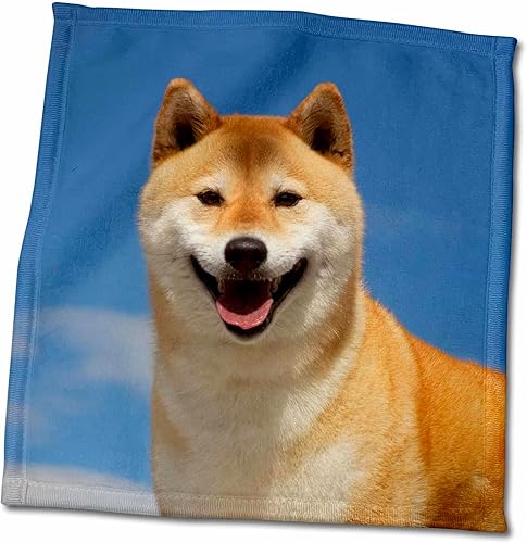 3dRose USA, California, Bishop. Close-up of Pedigree Shiba Innu Dog - Towels (twl-331086-3)