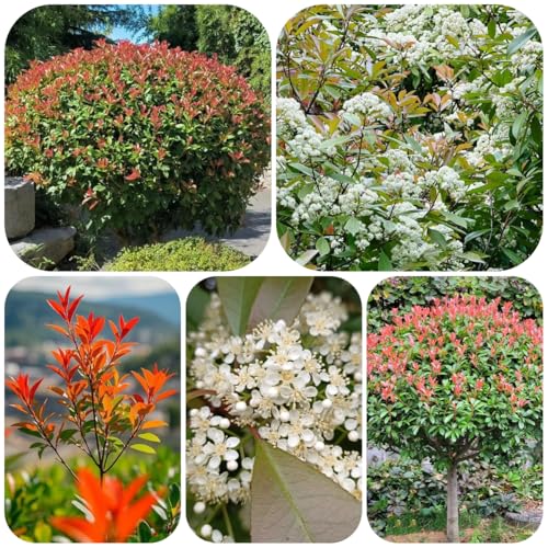 Semillas de Photinia red robin - seto - resistentes para jardín Semillas petirrojo rojo crecimiento decoración jardín resistentes para 800pcs
