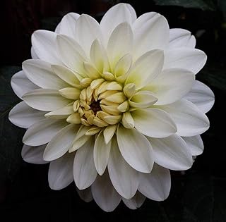 Real Special White Dahlia - 2Pcs Dahlia Bulbs Decorative Dahlia Cut Flower - Dahlia Bulbs for Planting Beautiful Perennial Garden Flowers Plants