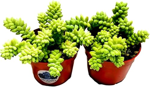 Suculentas vivas 4" Colas de Burro, plantas suculentas totalmente enraizadas, plantas suculentas colgantes, Sedum Burrito planta de casa para