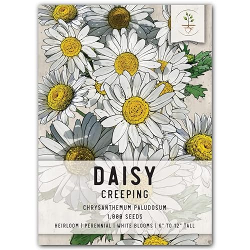 Seed Needs, Creeping Daisy Seeds - 1,000 Heirloom Seeds for Planting Chrysanthemum paludosum - Low Growing Perennial Flowers Great for Rock Gardens (1 Pack)