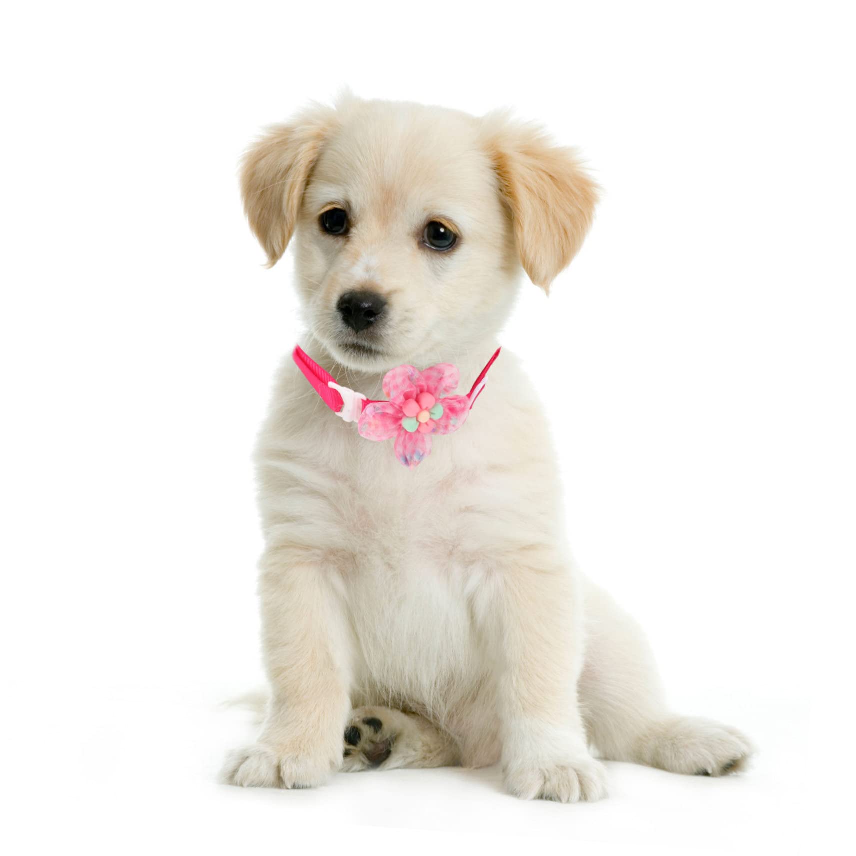 Happyyami 30pièces Collier pour Petits Chiens Et Chats avec Fleurs Confortable Et Décoratif De Accessoire Mignon pour Fêtes Et Occasions Spéciales