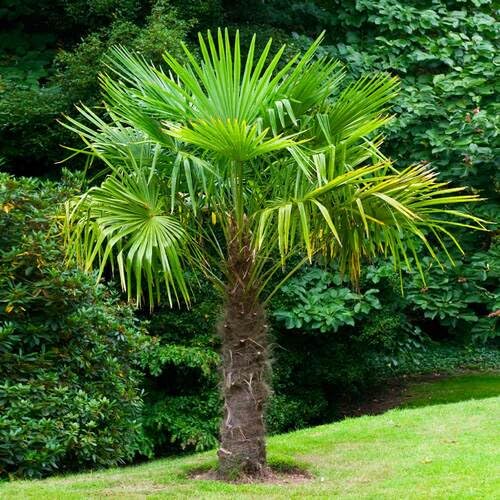10pcs Green Windmill Palm Tree Seeds