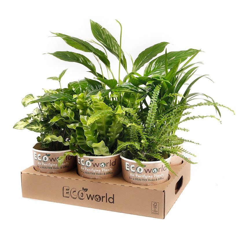 Ecoworld Luftreinigende Zimmerpflanzen Echt - 6er Set Pflegeleicht Wenig Licht Benötigt - Grünpflanzen aus eigenen Gärtnerei mit Eco übertopf und Zimmerpflanzen Dünger - Topf Ø12 / Höhe 40 cm - Image 7
