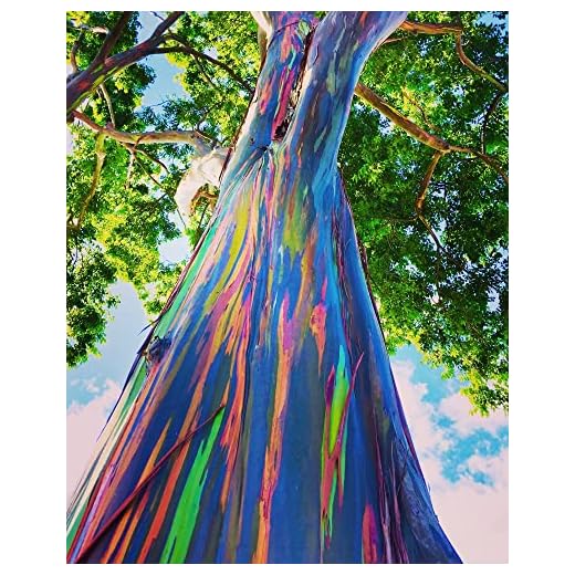 Rainbow Eucalyptus Tree Seeds - 50 Seeds - Stunning Colored Bark - Eucalyptus deglupta