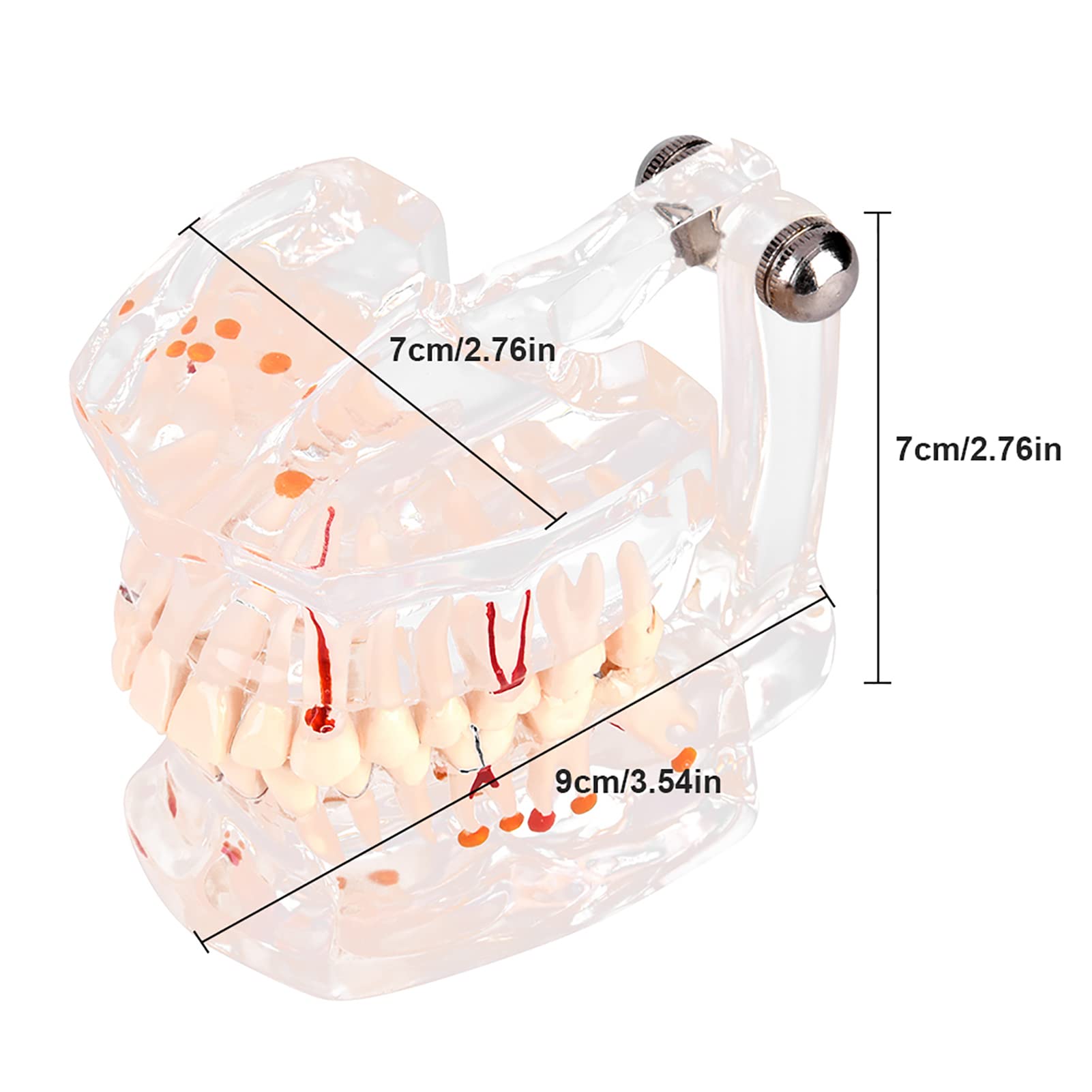 Modelo de Dientes Estándar para Estudiantes de Odontología, Herramienta Educativa Transparente