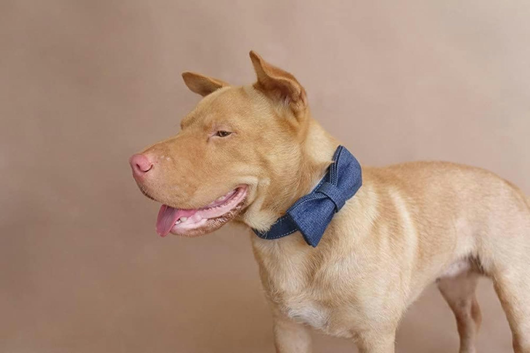 collare bianco collare e guinzaglio per cani 5 misure, collare per cani, collare per cani M-Fiocco-XL