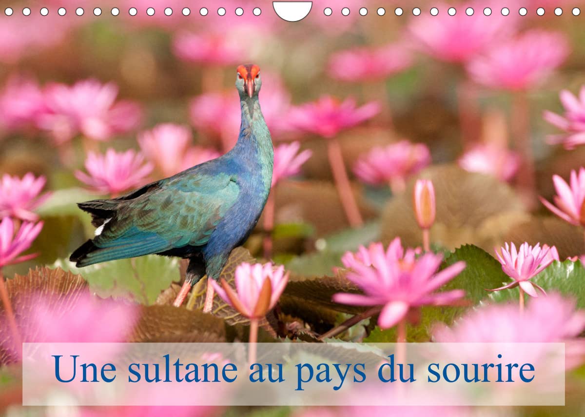 Une sultane au pays du sourire (Calendrier mural 2023 DIN A4 horizontal): La talève sultane est un oiseau qui vit surtout dans les roselières. En ... roses. (Calendrier mensuel, 14 Pages )
