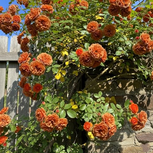 Image of Climbing Rose Hybrid Seeds Pack - Large Flowers- 70 Easy-to-Grow Seeds for Vibrant Blooms, Suitable for All Indian Climates (BROWN)