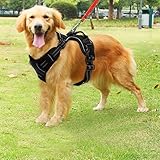 Harnais Pour Chien Le Meilleur Pour Son Chien Harnais