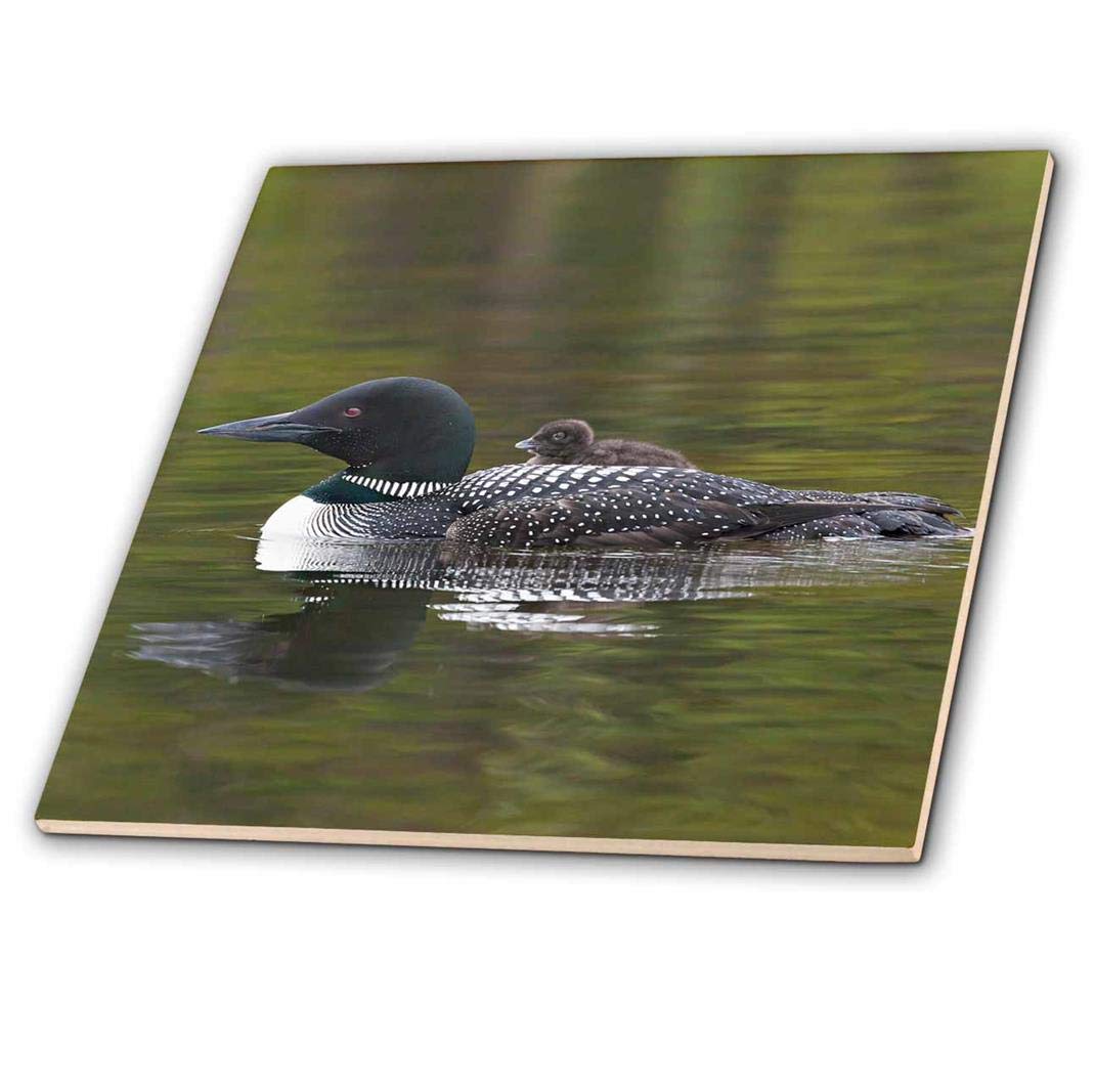 3dRose ct_70326_4 British Columbia. Common Loon Bird-Cn02 Csl0065-Charles Sleicher-Ceramic Tile, 12-Inch