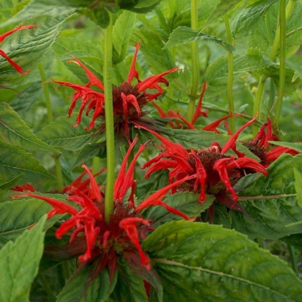 Monarda Cambridge Scarlet - Red Flowering Bergamot Plant, Bee-Friendly Perennial for Wildlife & Herbaceous Borders, Aromatic Foliage, Easy Care, 1 x 9cm Pot by Thompson and Morgan