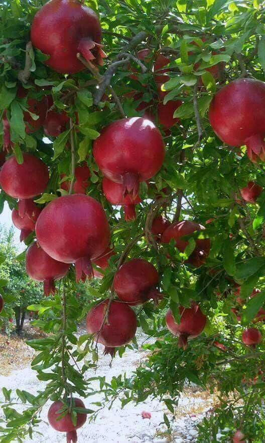 Real Live Super Red Bhagwa Anar Hybrid Pomegranate, Bedana Live Plant Original Variety Plant (B0CJ5FY6L7) Amazon Price History, Amazon Price Tracker