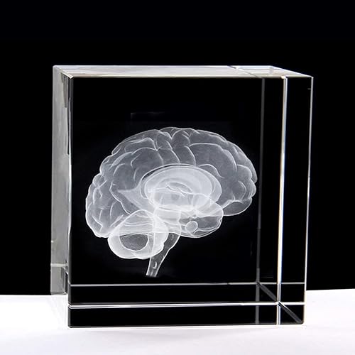 XINDAM Estatua de modelo anatómico de cerebro humano 3D pisapapeles (grabado con láser) en cubo de cristal de cristal, regalo científico (no incluye