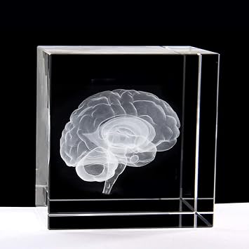 XINDAM 3D Human Brain Anatomical Model Statue PaperweightLaser Etched in Crystal Glass Cube Science Gift No Included LED Base2.3x2.3x2.3 inch