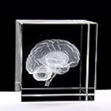 XINDAM 3D Human Brain Anatomical Model Statue Paperweight(Laser Etched) in Crystal Glass Cube Science Gift (No Included LED Base)(2.3x2.3x2.3 inch)