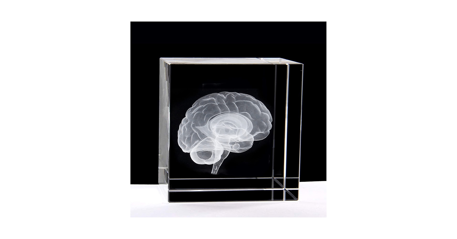 Amazon.com: XINDAM 3D Human Brain Anatomical Model Statue