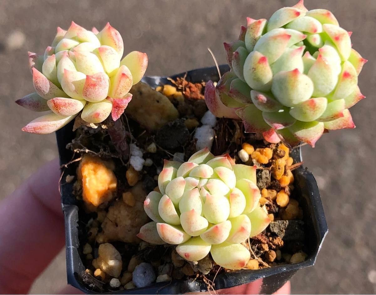 Amazon.co.jp: ピンクローサ 抜き苗 3頭 エケベリア 多肉植物 : ホビー