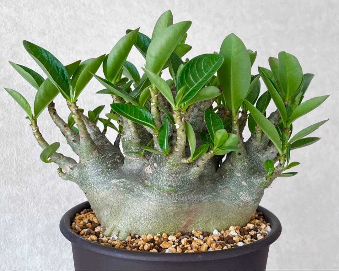 【ドワーフ/超極太 】アデニウム アラビカム ウワン ダム 鉢植え A-7 Amazon｜ドワーフ/超極太 アデニウム アラビカム ウワン 鉢植え｜観葉