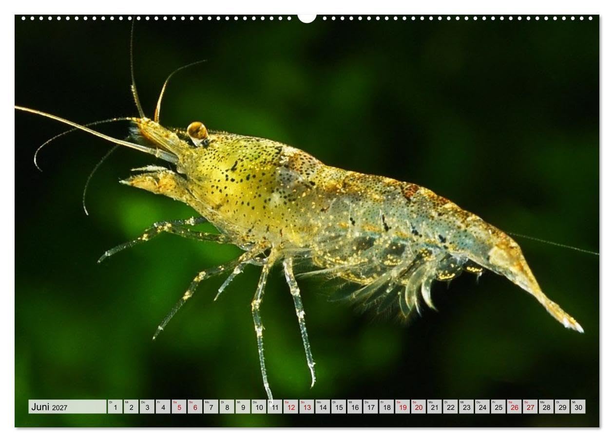 Dwarf Shrimps - Zwerggarnelen (Wandkalender 2027 DIN A2 quer), CALVENDO Monatskalender: Kleine Garnelen in Zucht- und Wildform (CALVENDO Tiere)