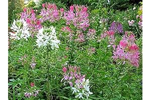 Cleome: Vibrant Wildflower Haven for Your Garden