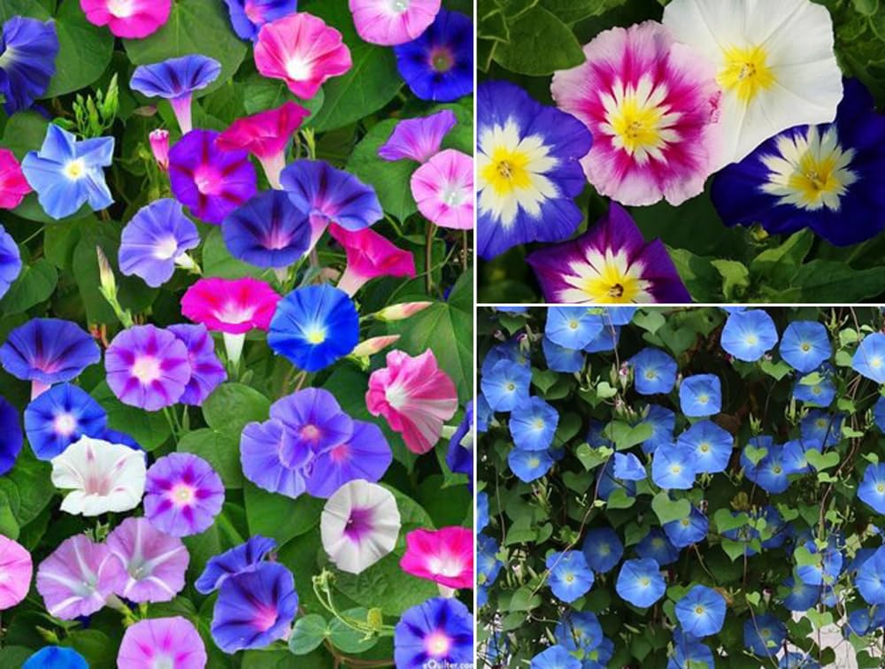 100+ Mixed Color Morning Glory Flower Seeds Non-GMO Heirloom Morning Glory Vine Moon Flowers