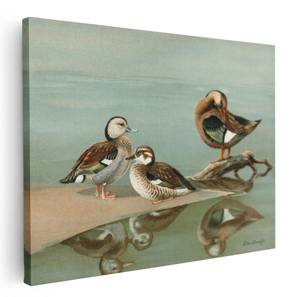 Artaza Leinwand Bilder Enten Vintage Illustration - 80x60 cm - Wanddeko Naturbilder - Wandbilder Tiere - Deko Wasservögel