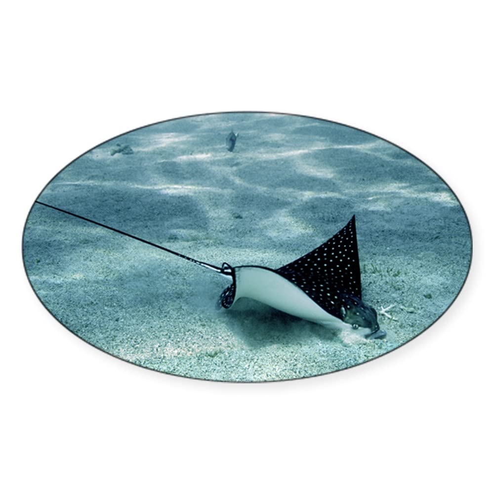 CafePress Spotted Eagle Ray Oval Car Bumper Sticker