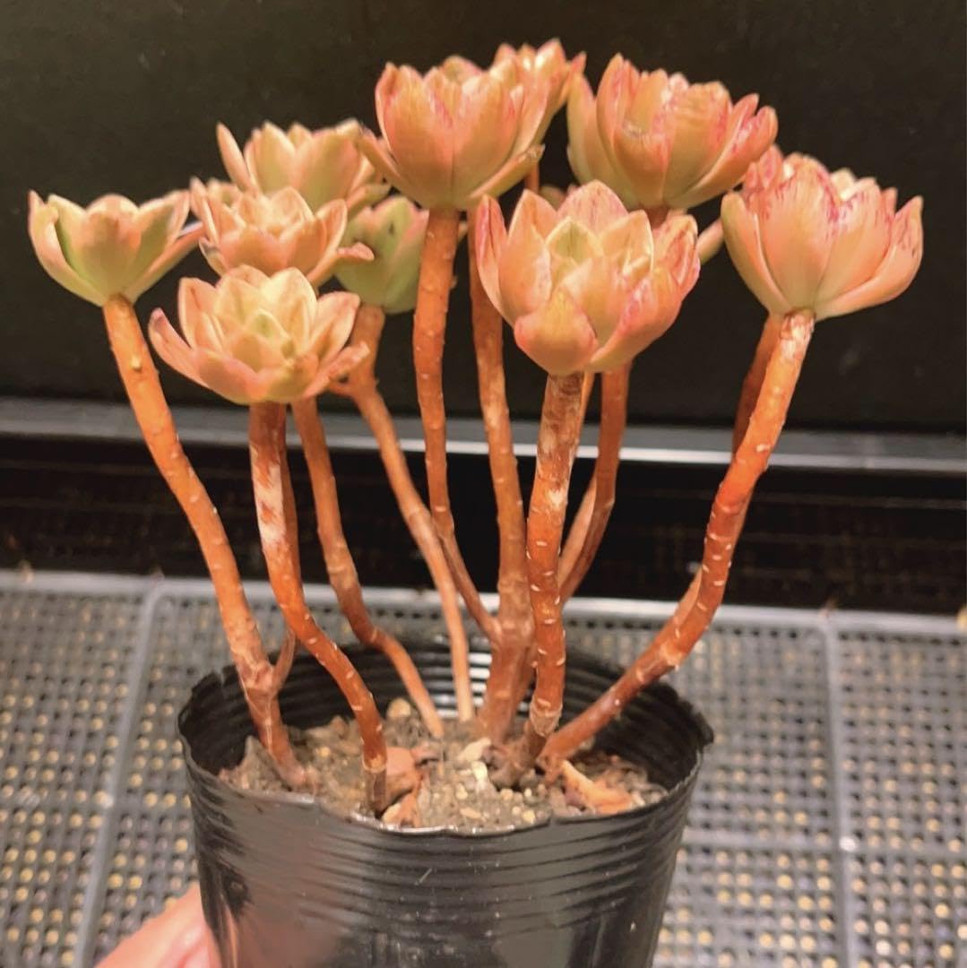 97#多肉植物アエオニウム錦❤️ブロンズメダル錦❤️17頭20cm 拔き苗