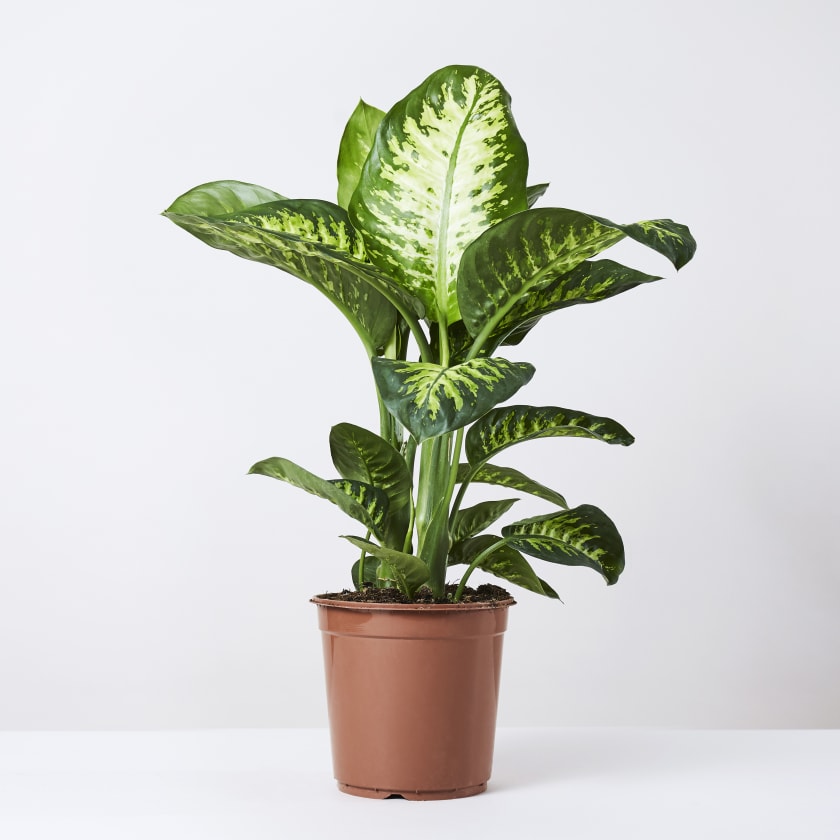 PlantaZee Dieffenbachia Air Purifying Green Live Indoor Plants (B0B12JX68V) Amazon Price History, Amazon Price Tracker