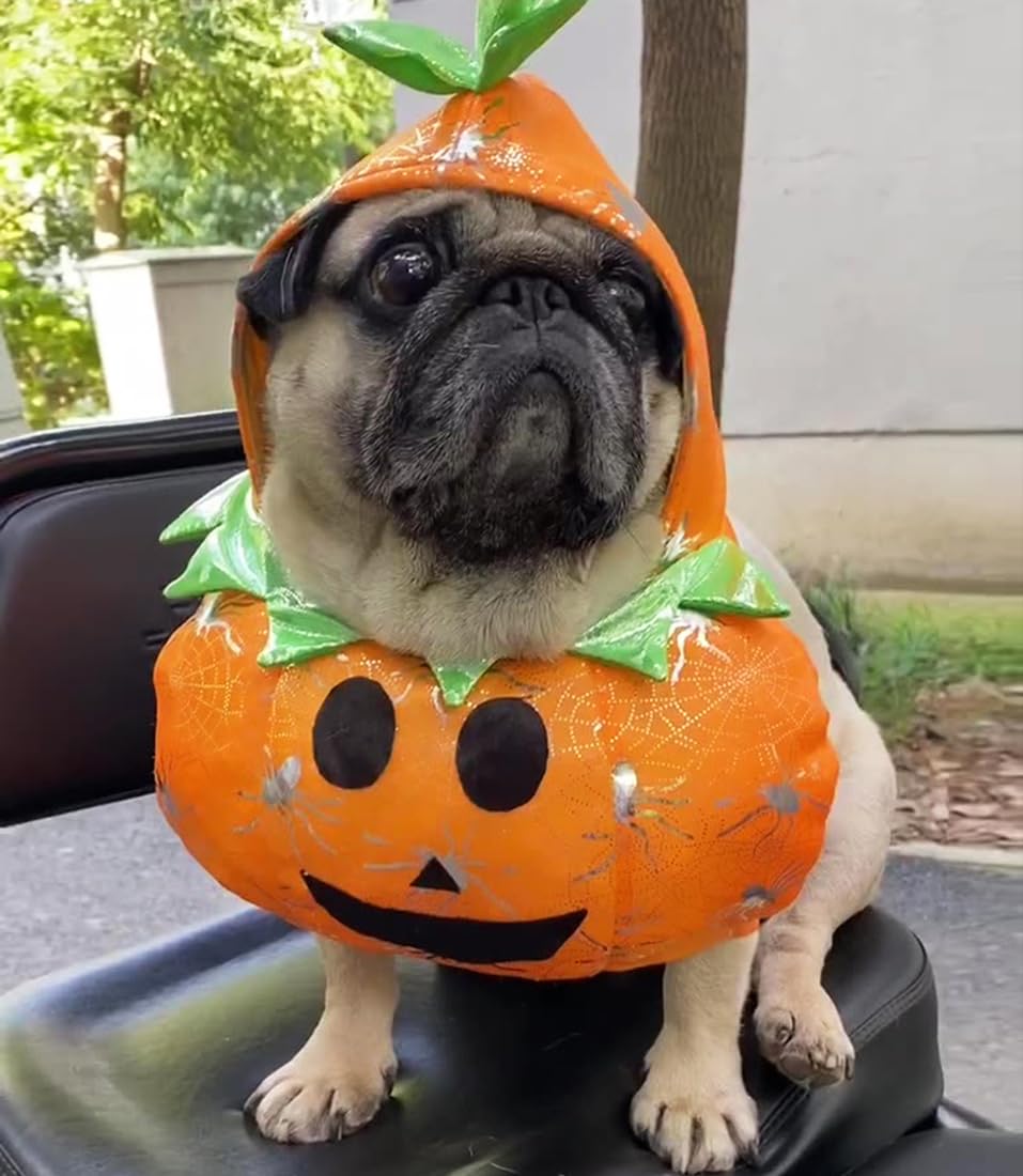 ANIAC Halloween-Hut Für Hunde & Katzen – Kürbiskappe Aus Plüsch, Verstellbar (Größe S)