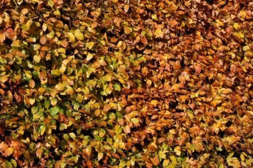 Fagus Sylvatica- Beech- For Hedging. 10 Seeds - 1 Packs