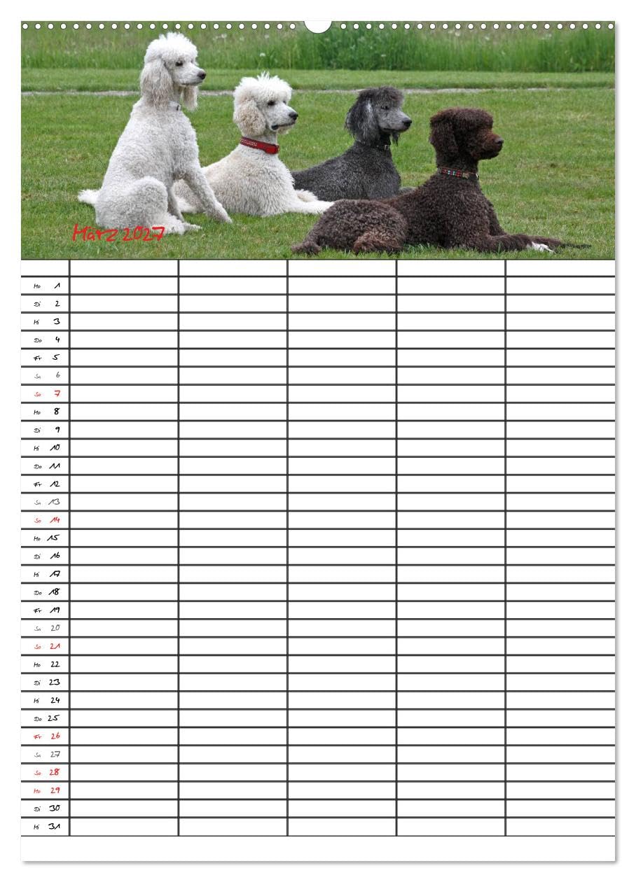 CALVENDO - Der Pudel-Familienplaner (Wandkalender 2027 DIN A2 hoch), Monatskalender: Der Pudel-Kalender für die ganze Familie