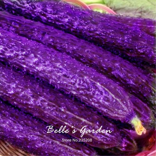 Graines De Concombre Violet Exotique, Légumes, Graines De Bonsaï, Cucumis Sativus, Plante De Jardin Potager