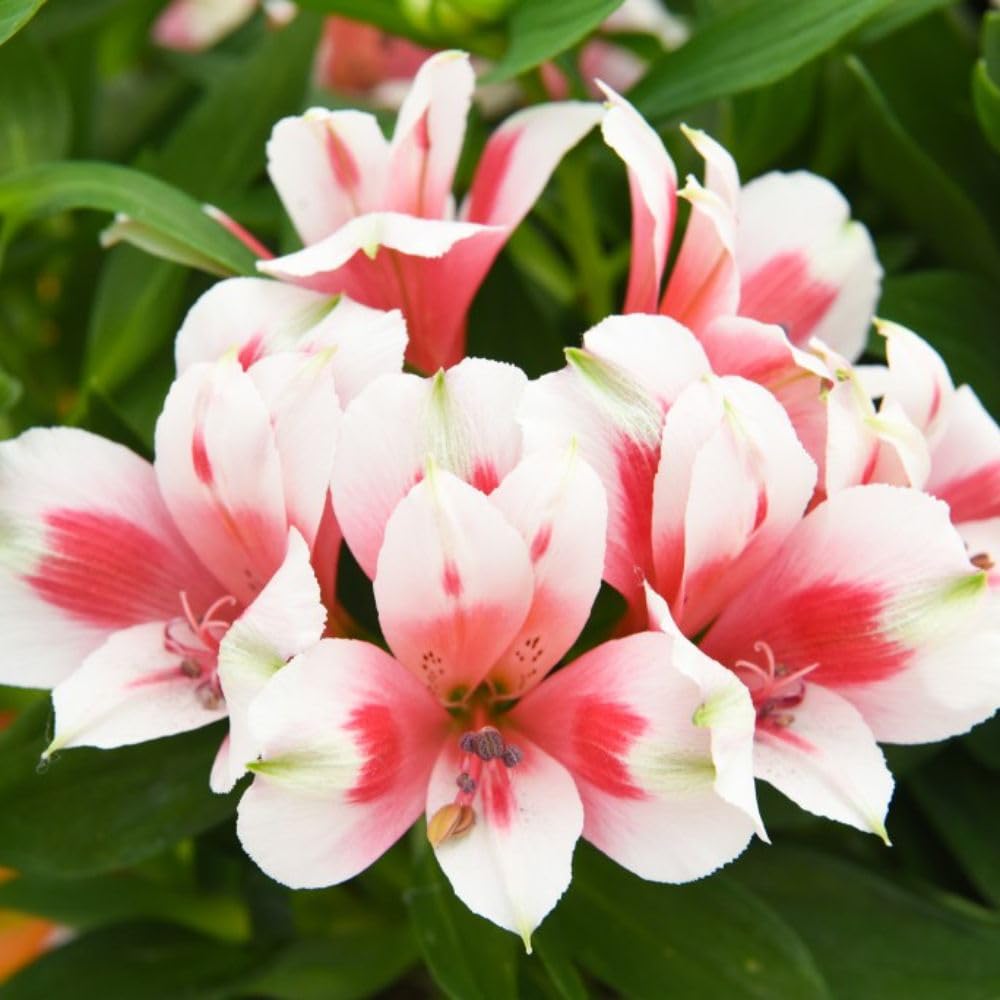 Alstroemeria Inticancha 'Maya' - Long-Lasting Blooms, Compact Growth, Ideal for Borders & Containers 1X Jumbo Plug Plant by Thompson and Morgan