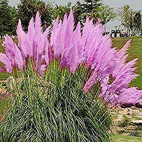 Qauzuy Garden Rare Purple Pampas Seeds - 200 Premium Grass Seeds - Perennial Flowering Native Ornamental Grass - Fast-Growing Showy Grass For Garden Home Outdoor #TOP1