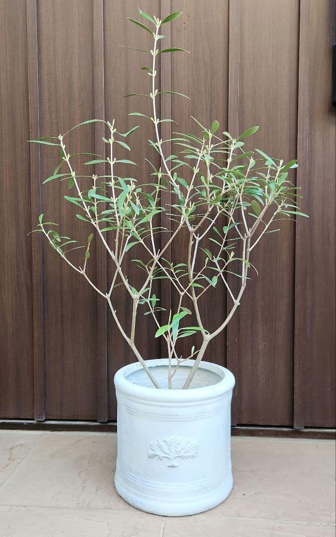 オリーブの木　エルグレコ　ホワイトセラミック鉢植え　苗　苗木　シンボルツリー Amazon.co.jp: オリーブの木 エルグレコ ホワイトセラミック鉢植え 苗