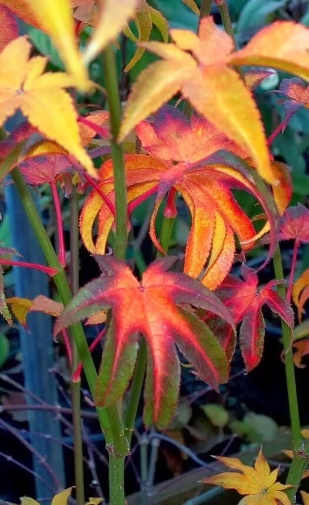 Hogyoku Japanese Maple One of The Best Maples for Fall Color 2 - Year Live Plant
