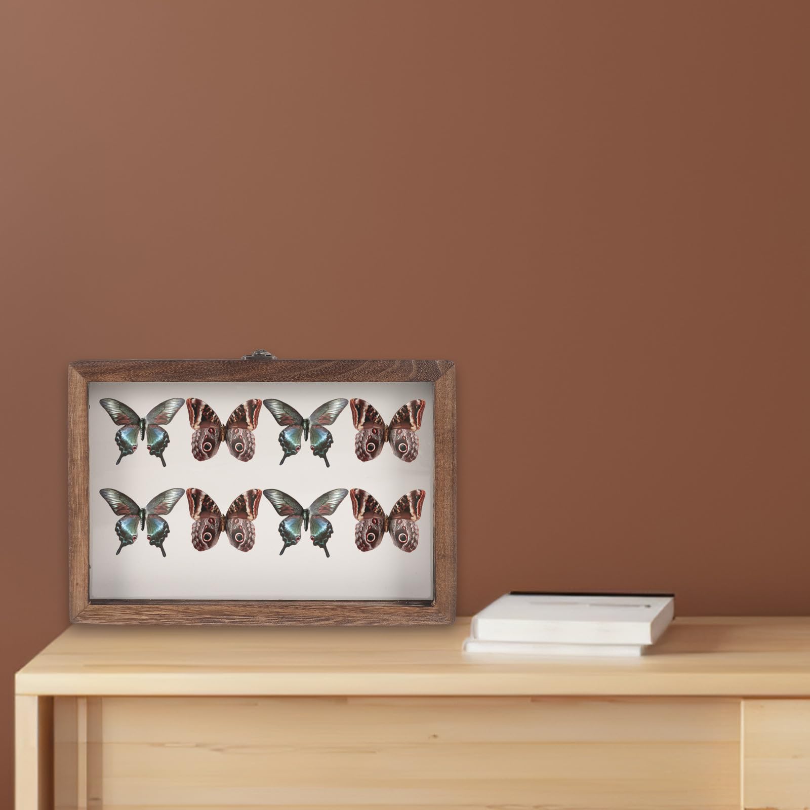 SEWACC Caja de Exhibición de Insectos Colgante de Madera Tapa Acrílica Transparente, Tamaño 31x22x4.5 Cm, Color Carbón, Almohadilla de Eva en Color Claro para Muestras, Estilo
