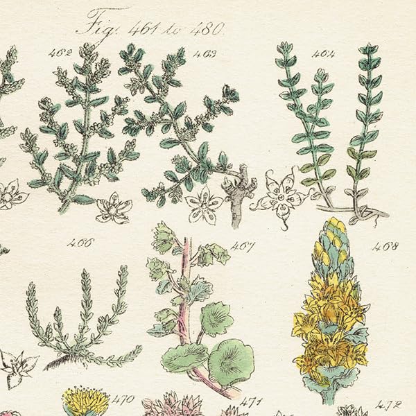 Amazon.co.jp: イギリス アンティーク ボタニカルアート植物画