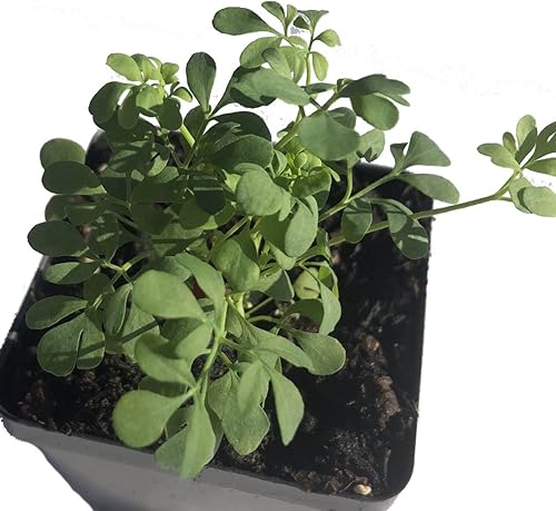 Miniatura 5 de Semillas de Rue Orgánicas (Ruta graveolens) 100 Semillas (0.01 oz) - Rue Común, Garden Rue, Rue alemana, Hierba de Gracia, Herbe à la Belle-Fille,