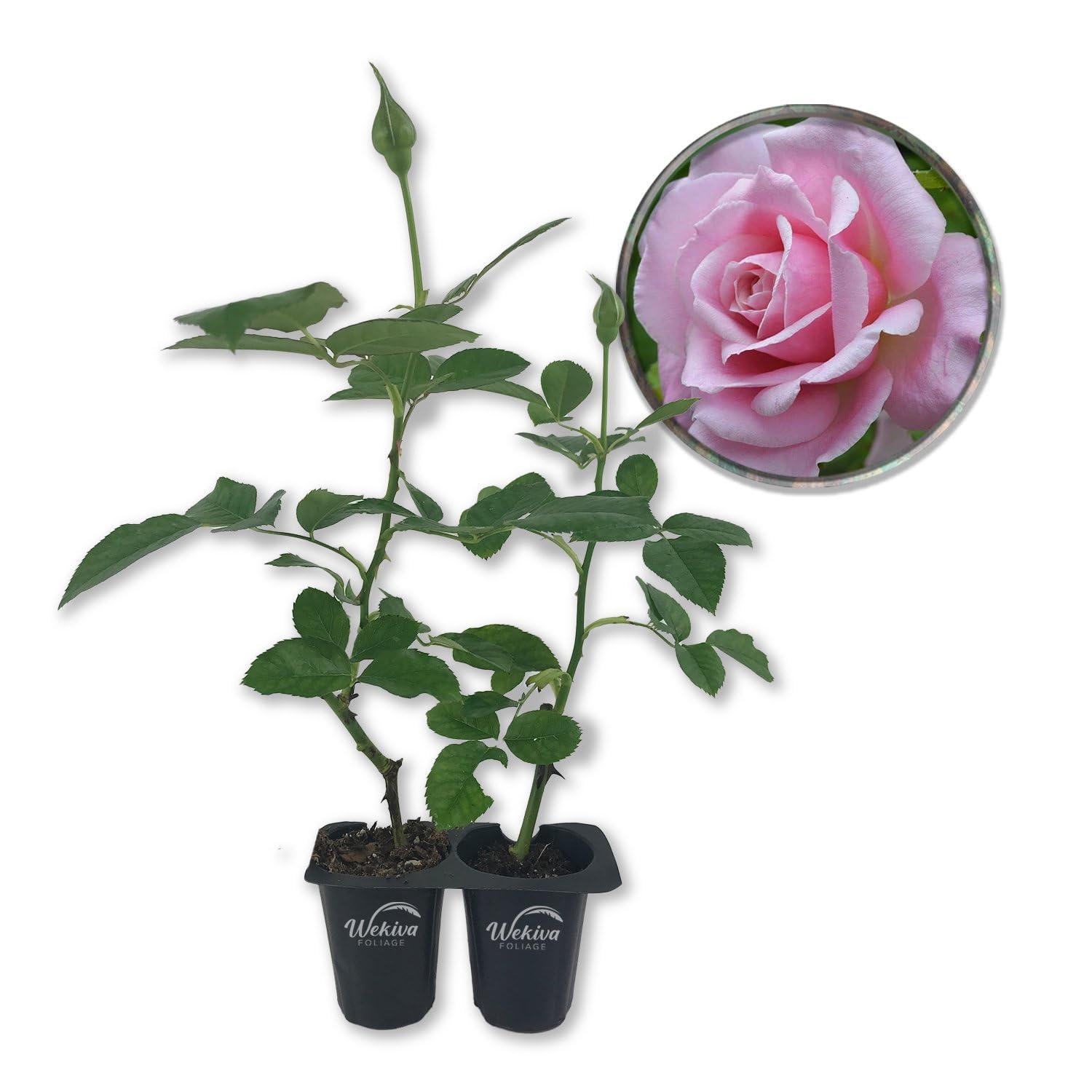 Amazon.com : Belinda's Dream Rose Bush - 2 Live Starter Plants in