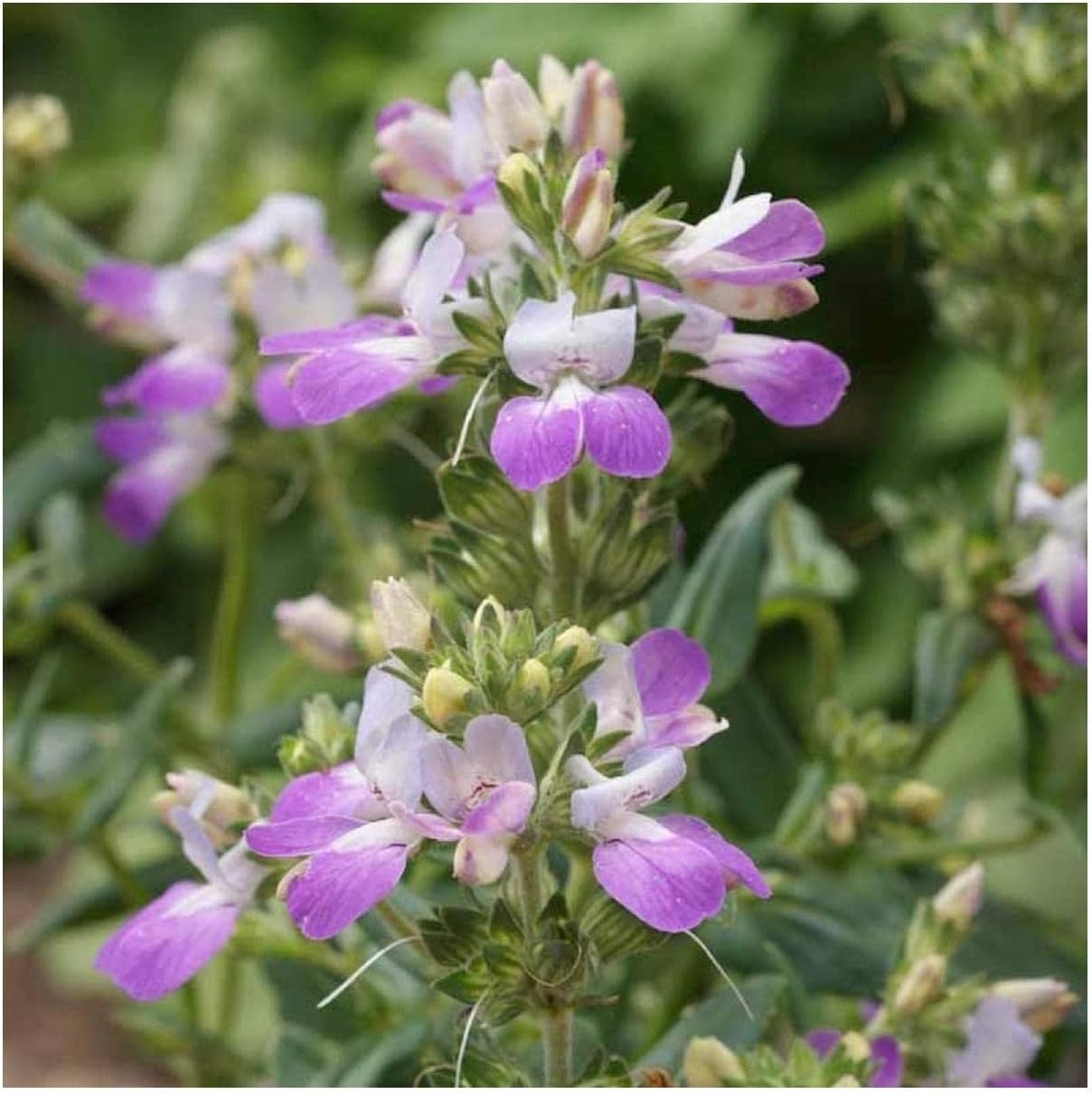 Everwilde Farms - 1 Lb Chinese Houses Native Wildflower Seeds - Gold Vault