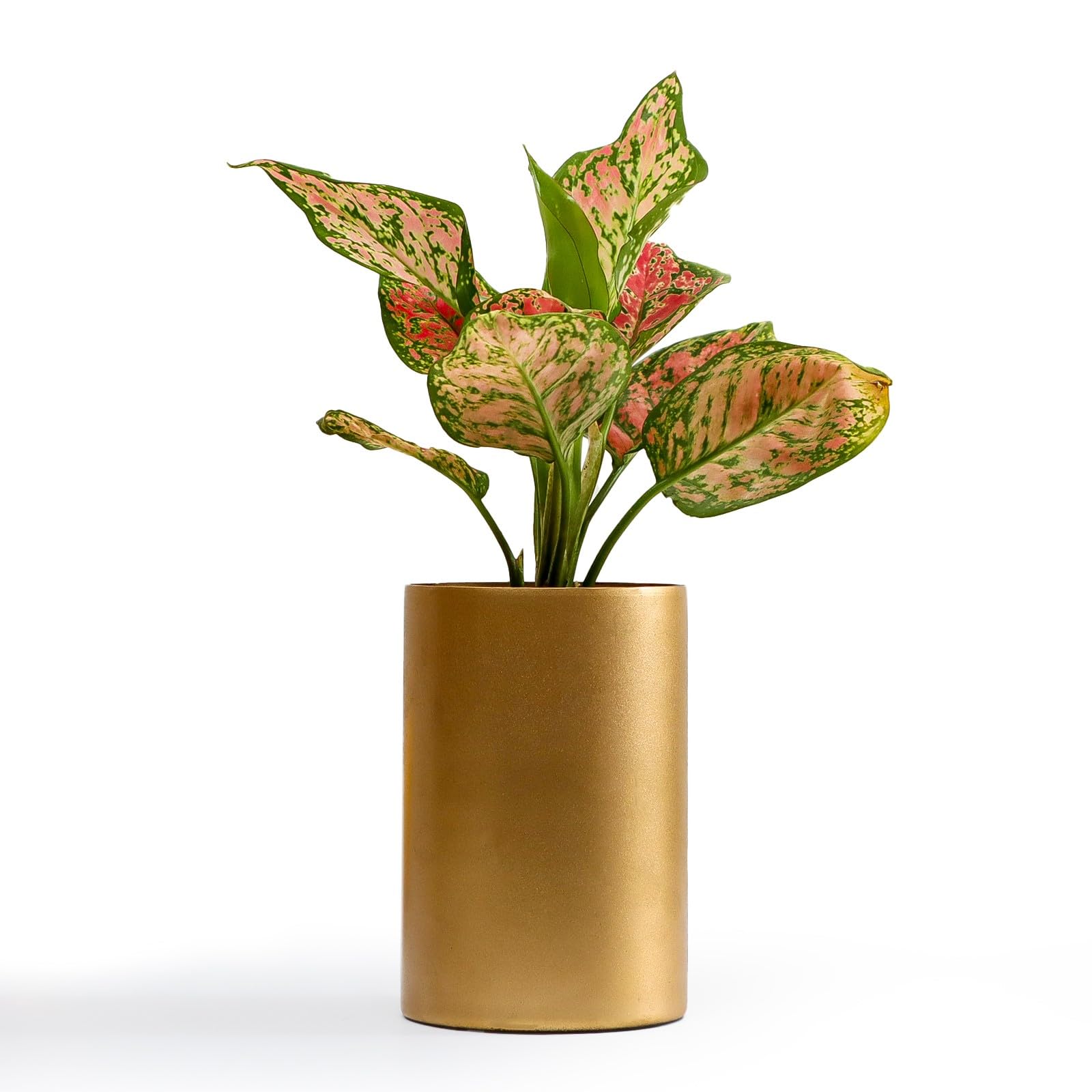 Flora Dlite Aglaonema Live Plant in Stylish Plant Pots Cylindrical Golder Vase Perfect Indoor Live Plants for Living Room and Home Decor (B0D3FKY2QM) Amazon Price History, Amazon Price Tracker