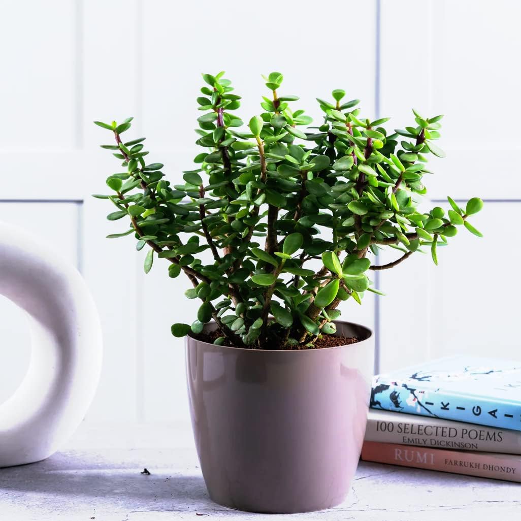 Plants Point Bhajanlal Greenery Lucky Plant Jade Plant Crassula Ovata, Friendship Tree, Indoor Green Live Table Plant (B08MV3358G) Amazon Price History, Amazon Price Tracker