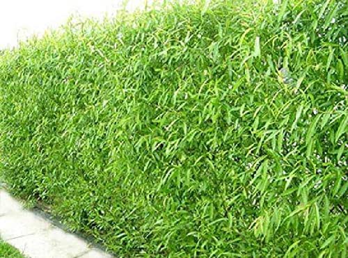 Natural Privacy Fence - 60 Ft Long - Grow 20