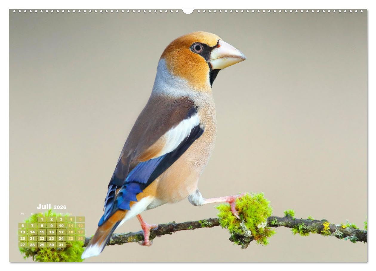 Amsel, Fink und Star: Heimische Vögel (hochwertiger Premium Wandkalender 2026 DIN A2 quer), Kunstdruck in Hochglanz: So vielfältig ist die heimische Vogelwelt (CALVENDO Tiere)