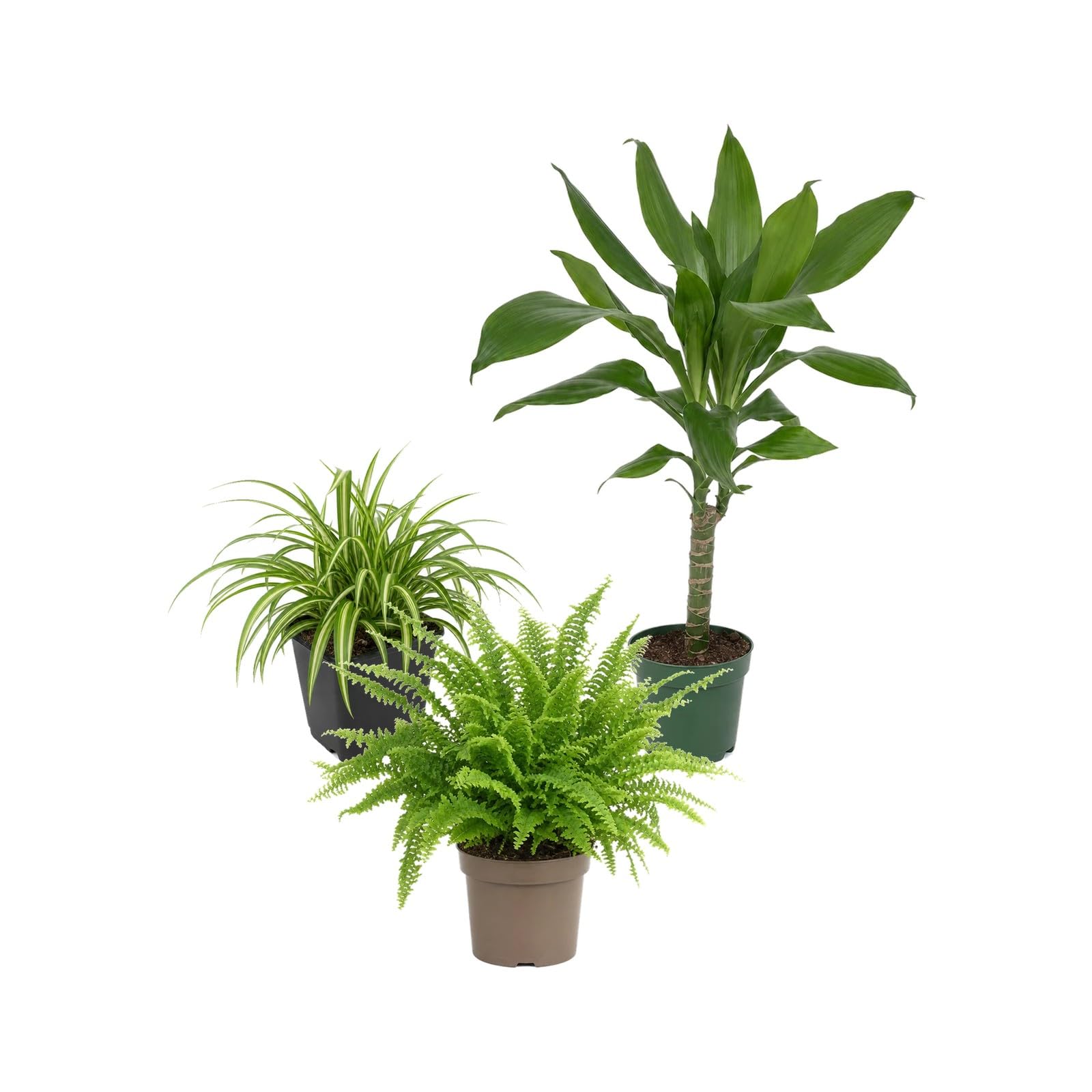 Pack 3 Plantas DECOALIVE: Cinta, Tronco de Brasil y Helecho de Boston